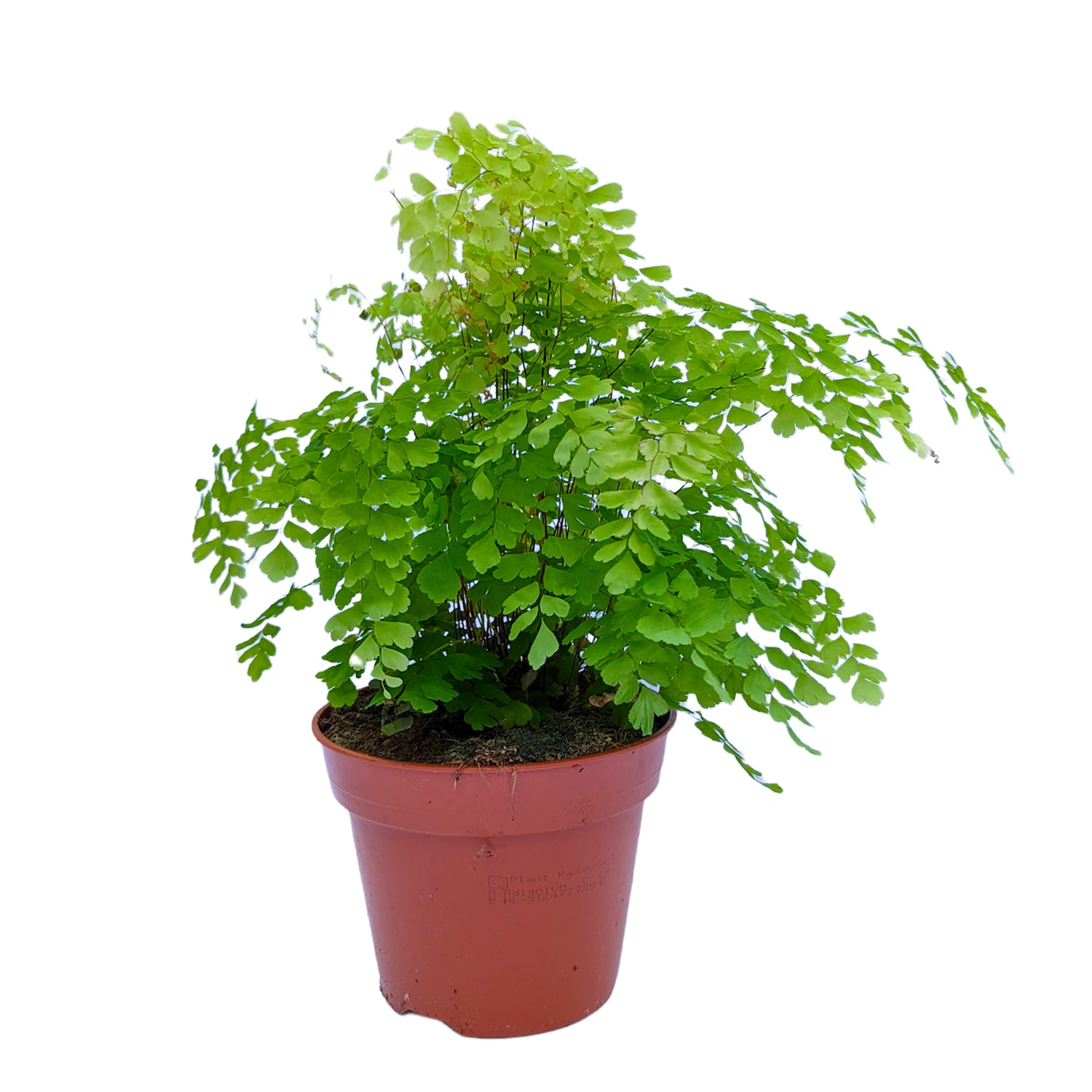 Maidenhair Fern