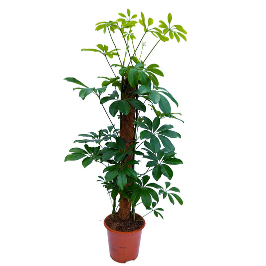 Umbrella Tree | Compacta | Potted Houseplants
