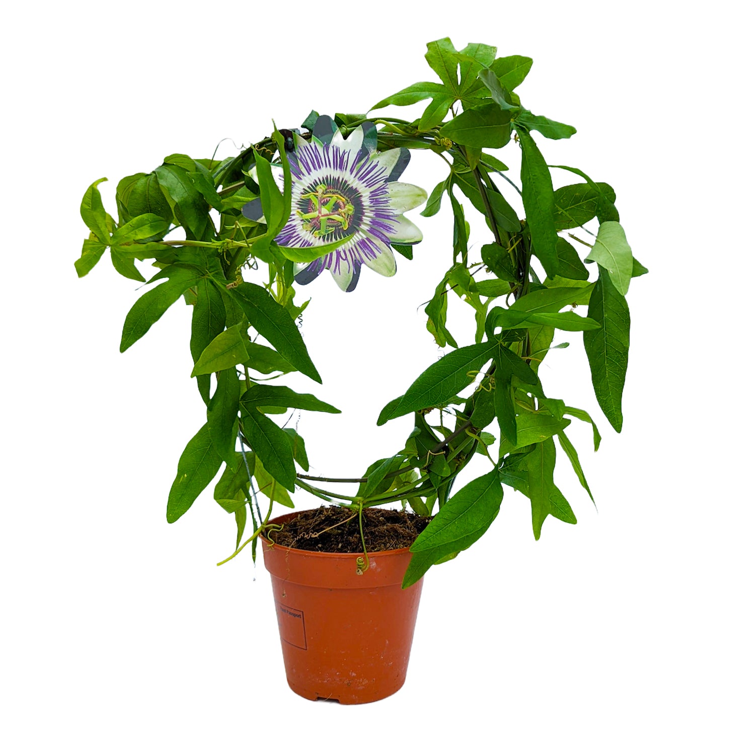 Passion Flower Plant | Caerulea