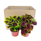 Flame Nettle Duo