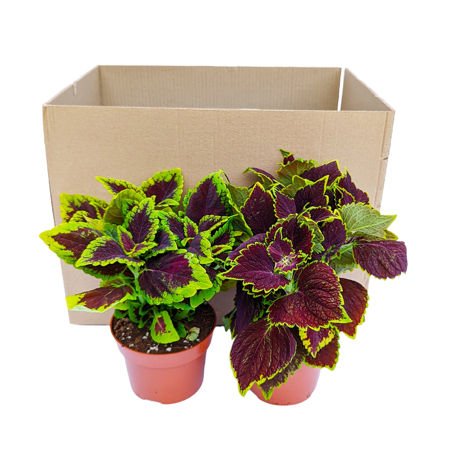 Flame Nettle Duo