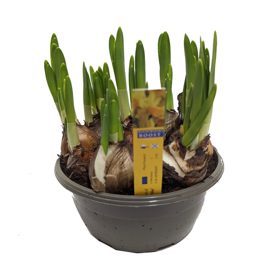 Narcissi | Tete A Tete | Small Plants & Tot Pots