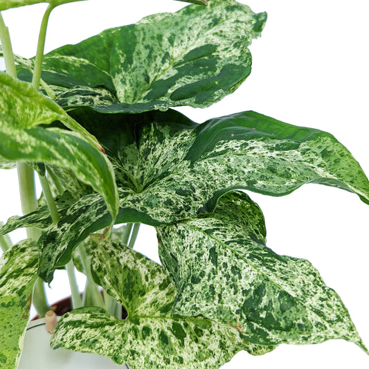 Arrowhead Vine | Mottled Mojito | Rare Plant | Variegated Plants