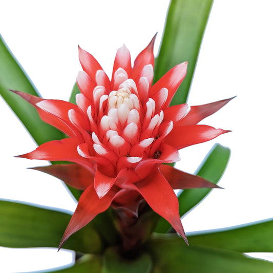 Bromeliad | Francesca
