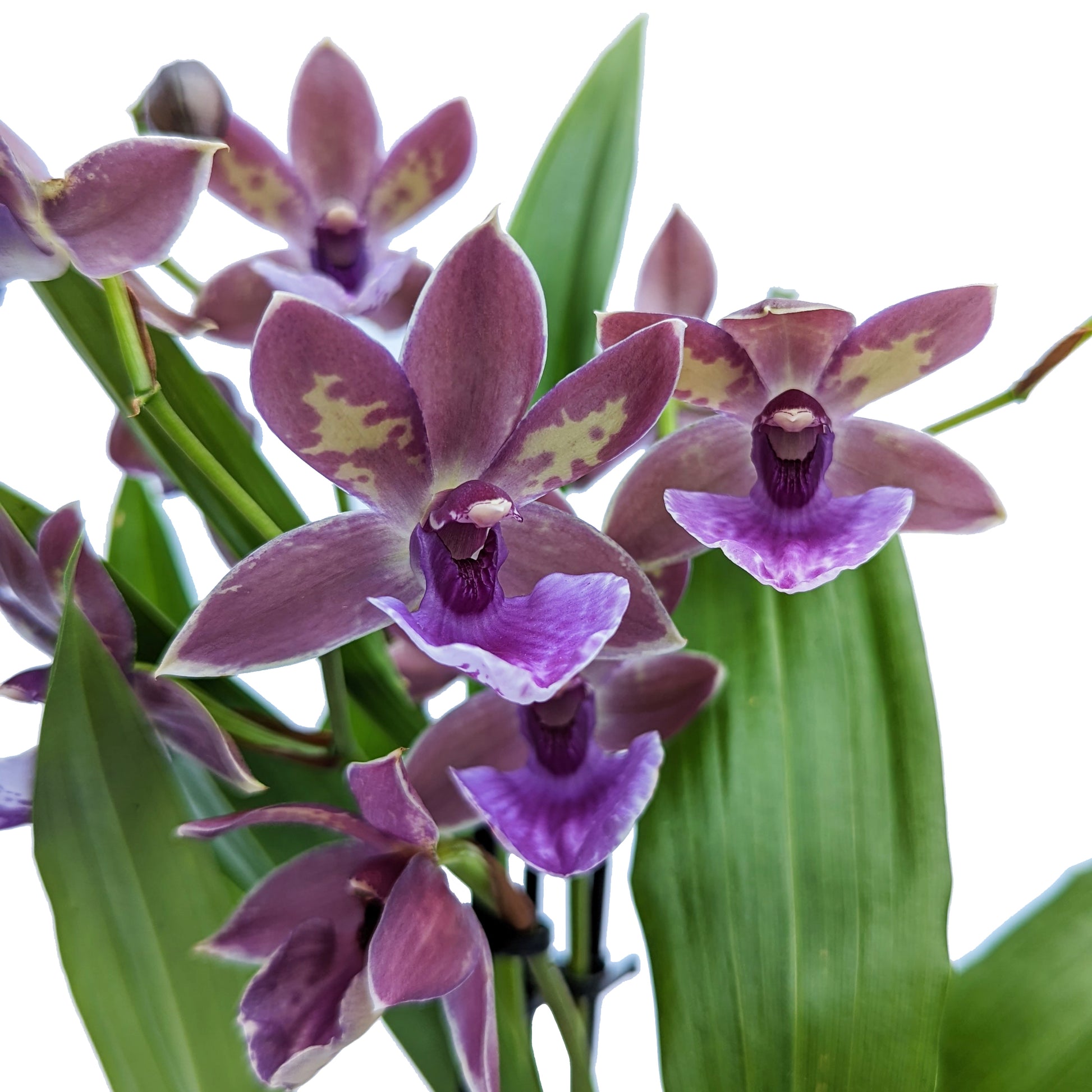 Zygopetalum Orchid | Blue
