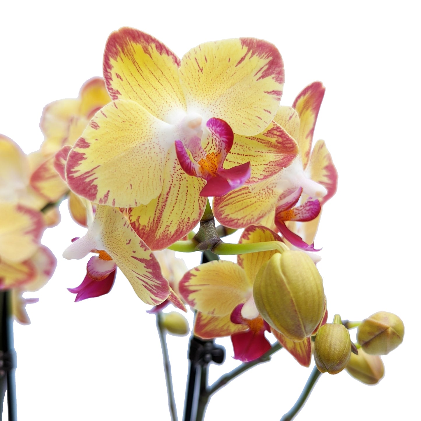 Phalaenopsis Orchid | Breezer