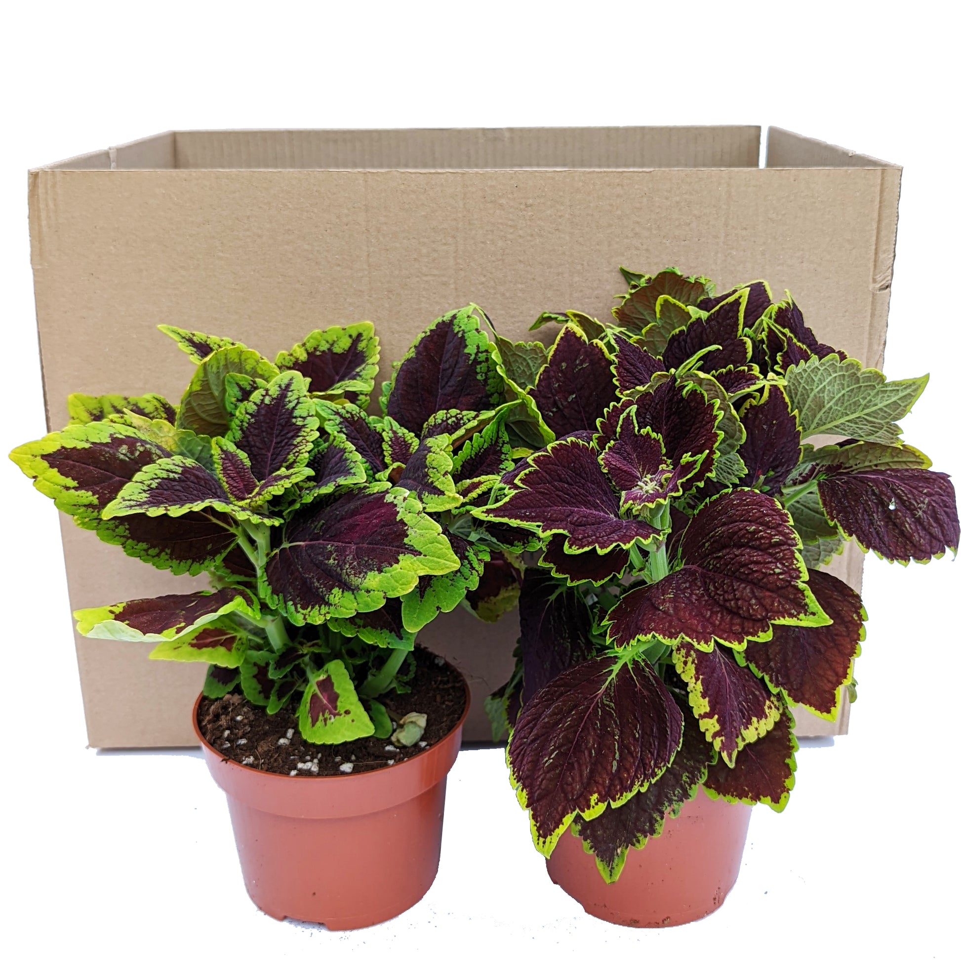 Flame Nettle Duo