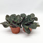 Rescue Me! African Violets