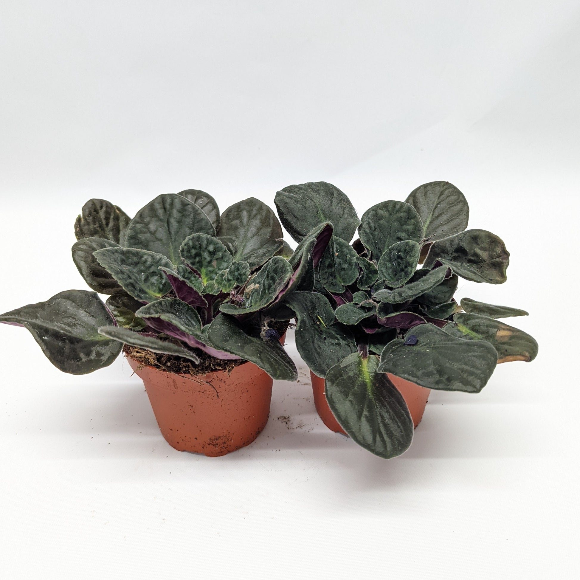 Rescue Me! African Violets