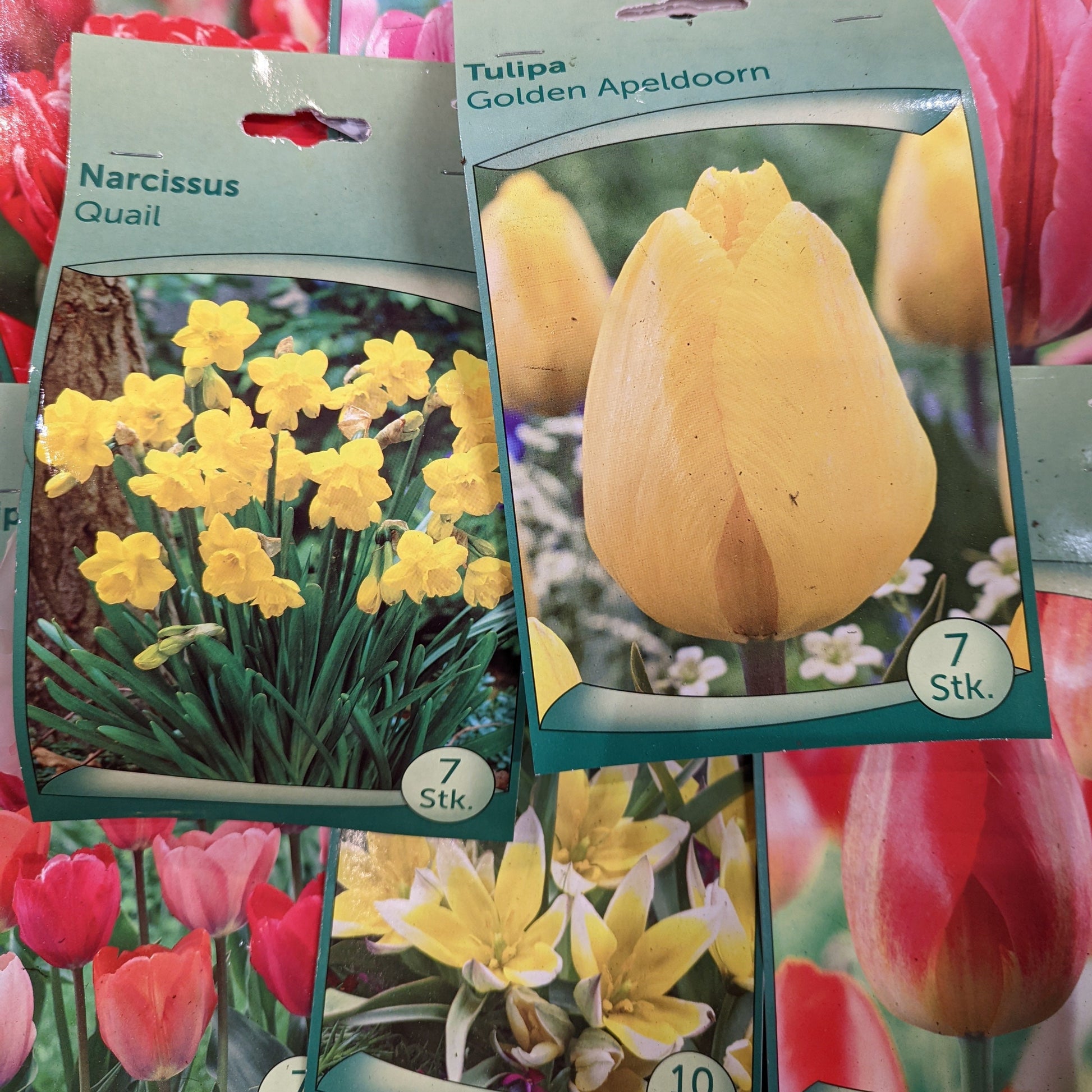 Spring Bulbs | Assorted