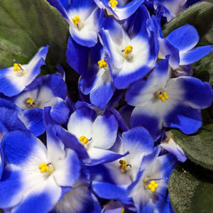 African Violet | Bicolor Purple - Indoor Plant