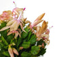 Flowering Cactus
