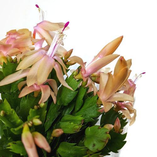 Flowering Cactus