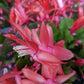 Flowering Cactus