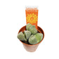 Split Rock Plant