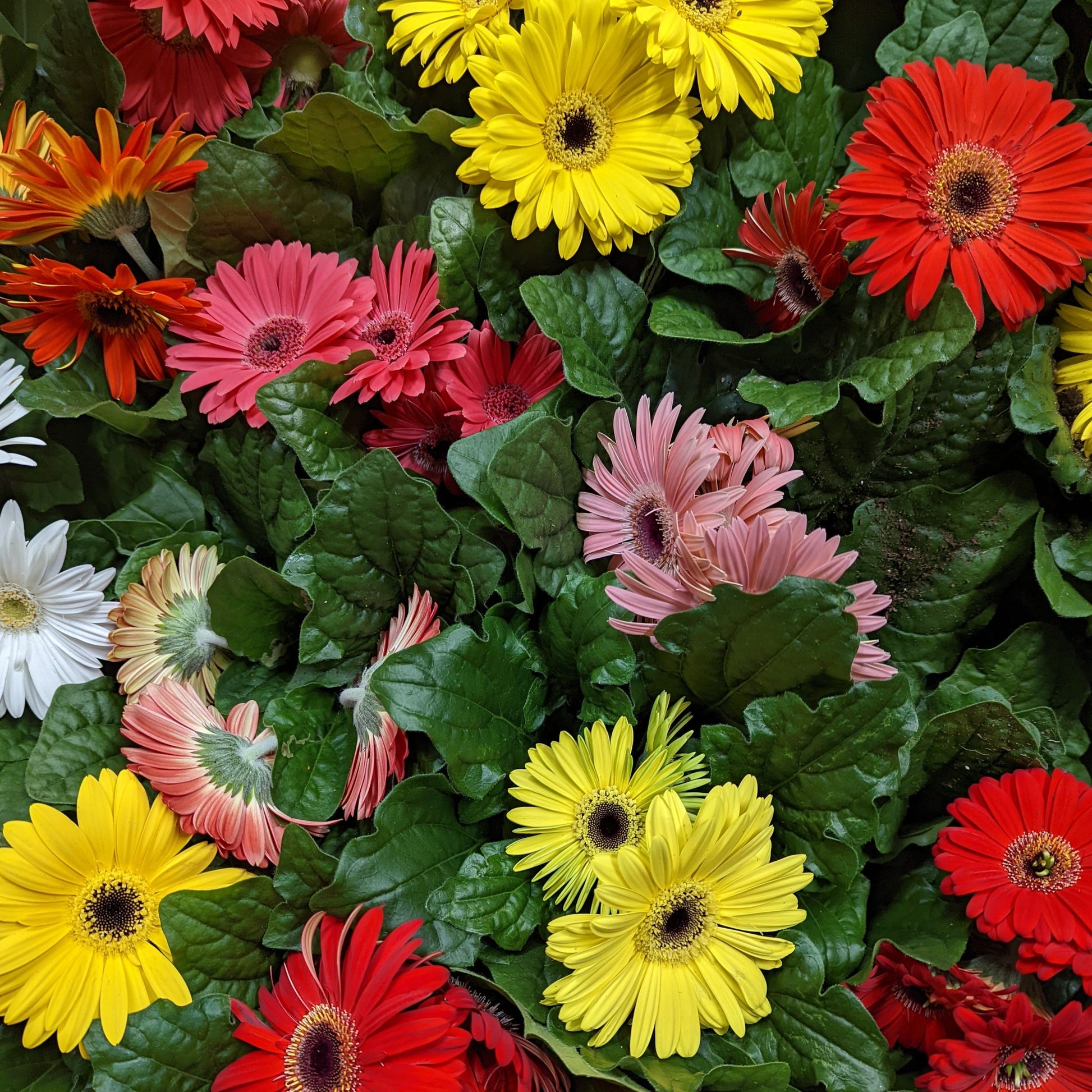 areca palm and the gerbera daisy Gerbera