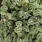 Variegated Prayer Plant | Rabbit's Foot | Fiesta | Rare Plant