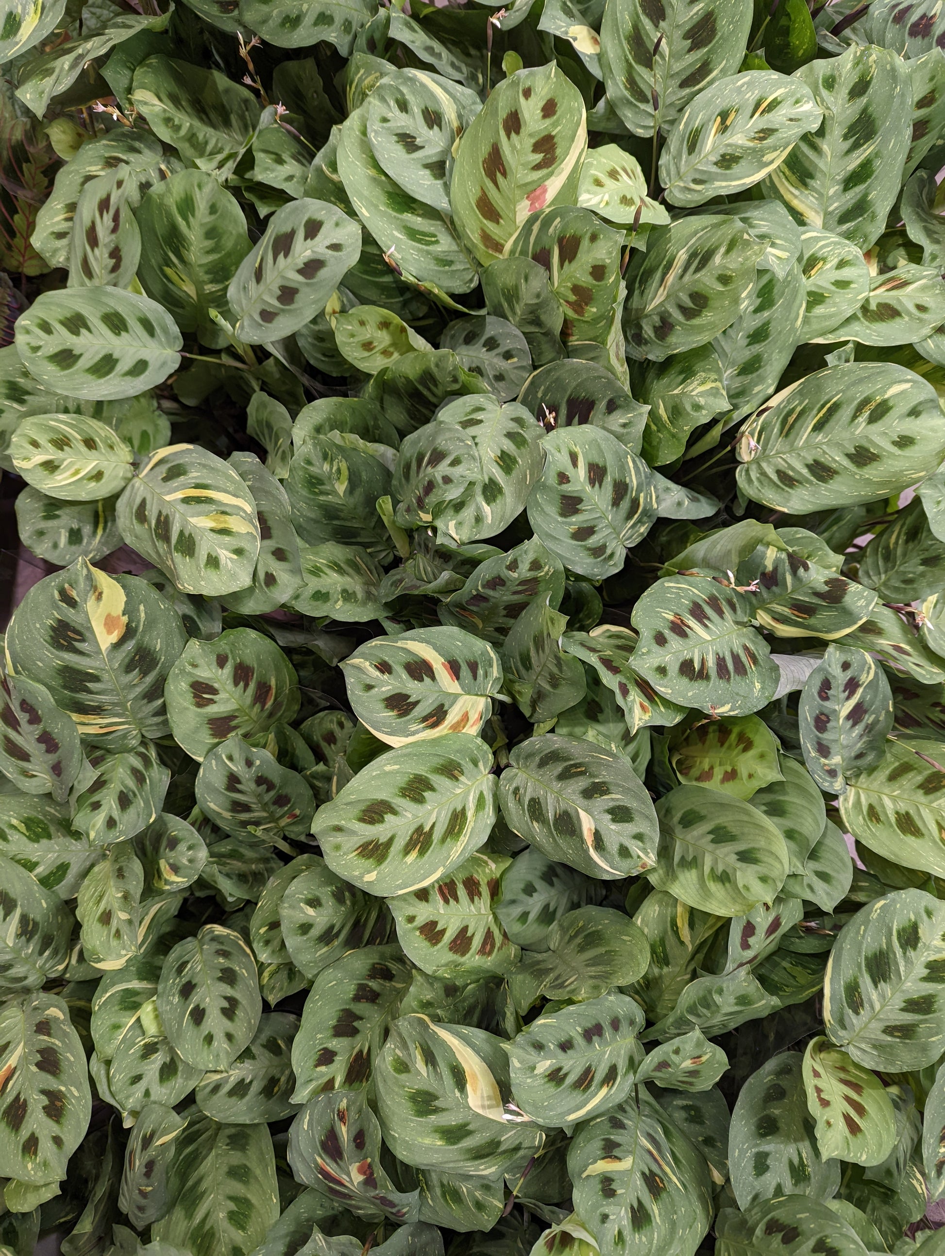 Variegated Prayer Plant | Rabbit's Foot | Fiesta | Rare Plant