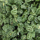 Variegated Prayer Plant | Rabbit's Foot | Fiesta | Rare Plant