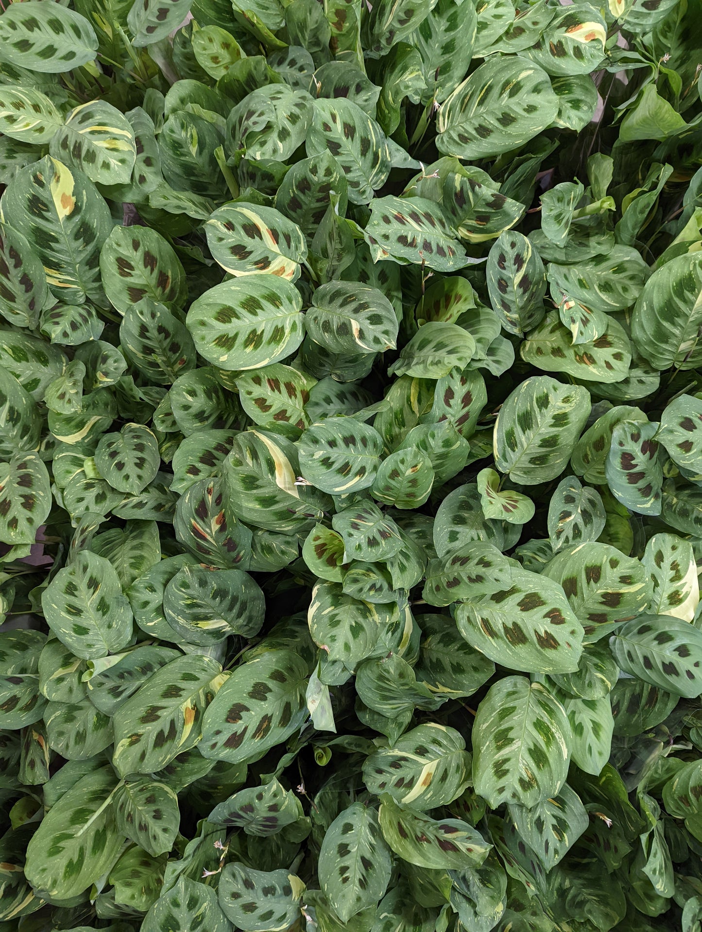 Variegated Prayer Plant | Rabbit's Foot | Fiesta | Rare Plant