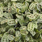 Variegated Prayer Plant | Rabbit's Foot | Fiesta | Rare Plant