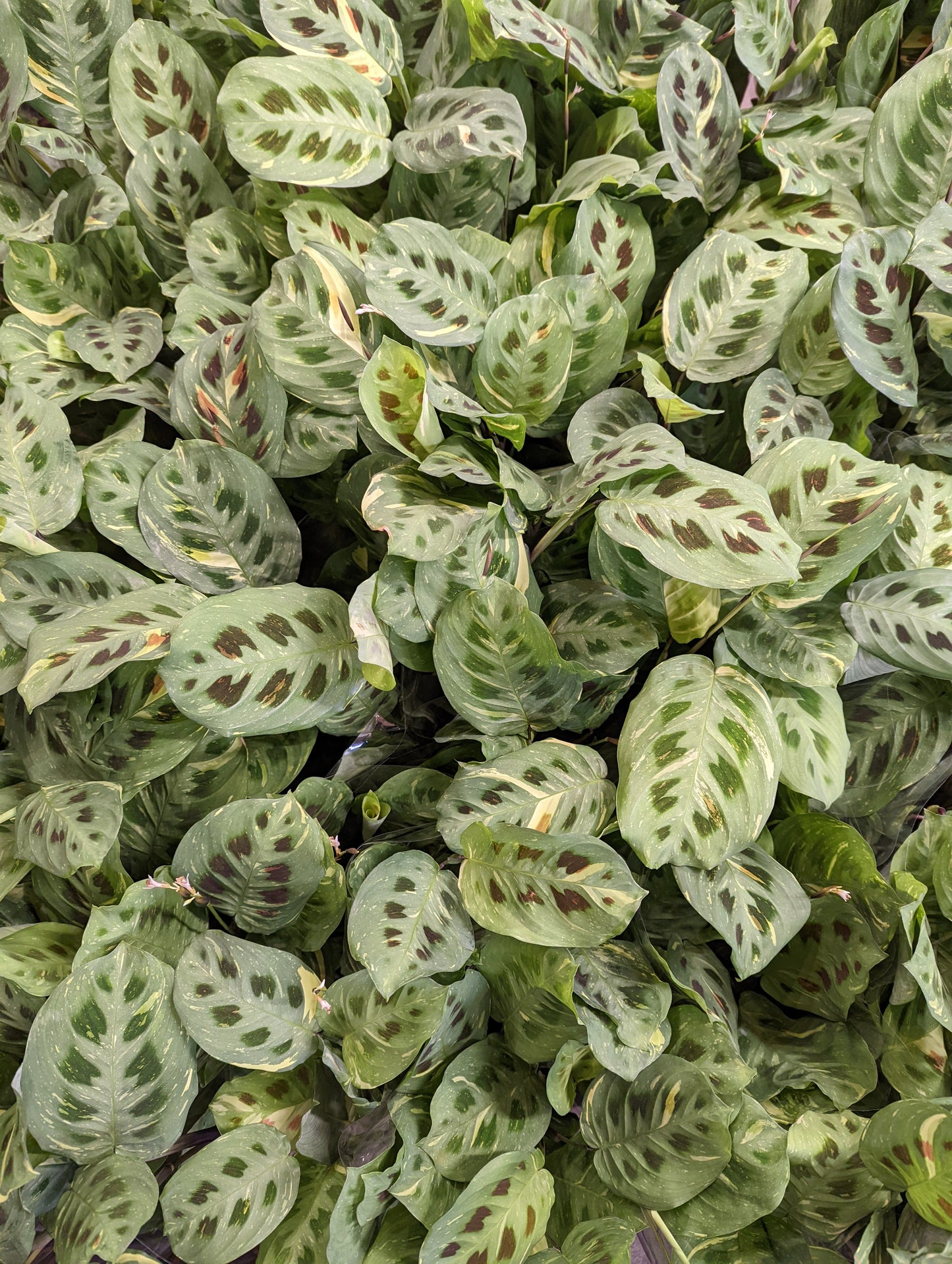 Variegated Prayer Plant | Rabbit's Foot | Fiesta | Rare Plant