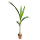 Coconut Palm