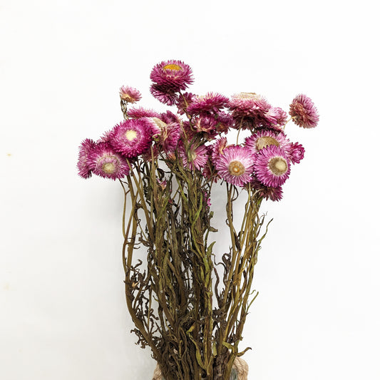 Helichrysum Bouquet | Pinks