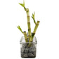 Lucky Bamboo Trio In Glass