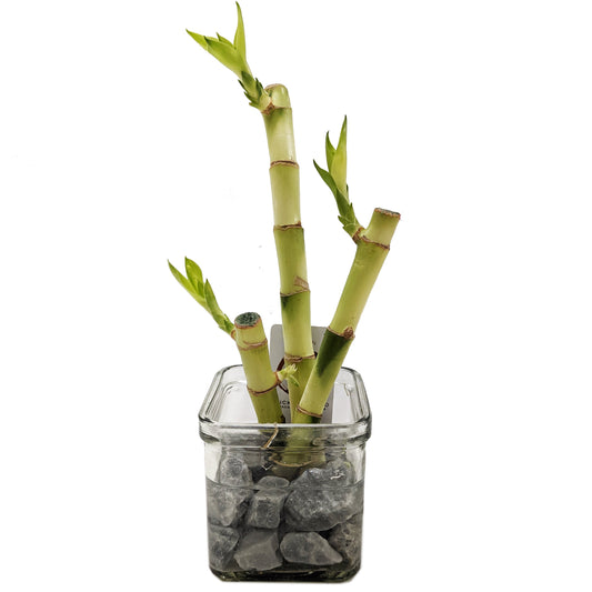 Lucky Bamboo Trio In Glass | Potted Houseplants