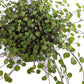 Maidenhair Vine