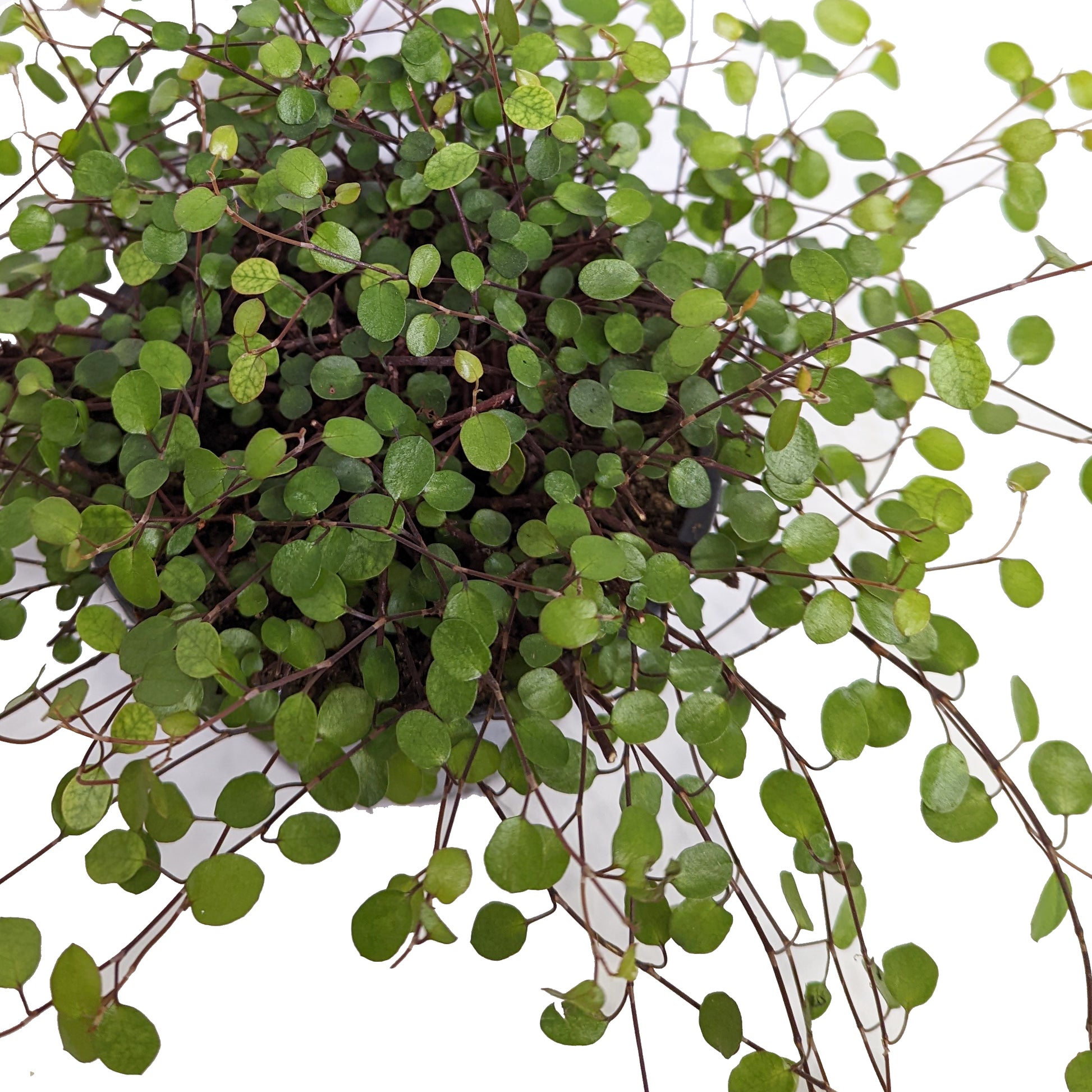 Maidenhair Vine