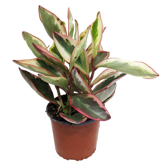 Peperomia | Jelli | Hard To Find | Potted Houseplants