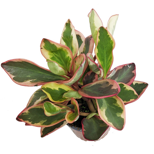 Peperomia | Jelli | Hard To Find | Potted Houseplants