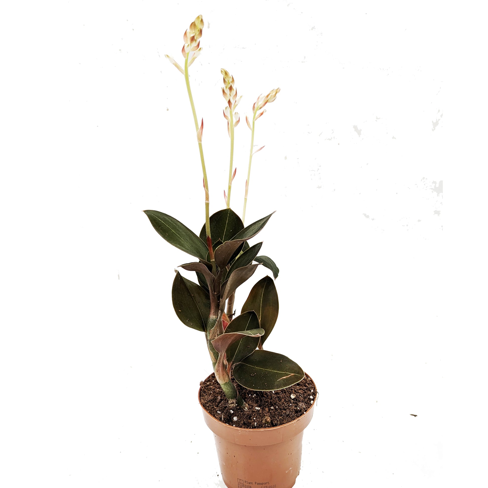 Jewel Orchid | Light Velvet