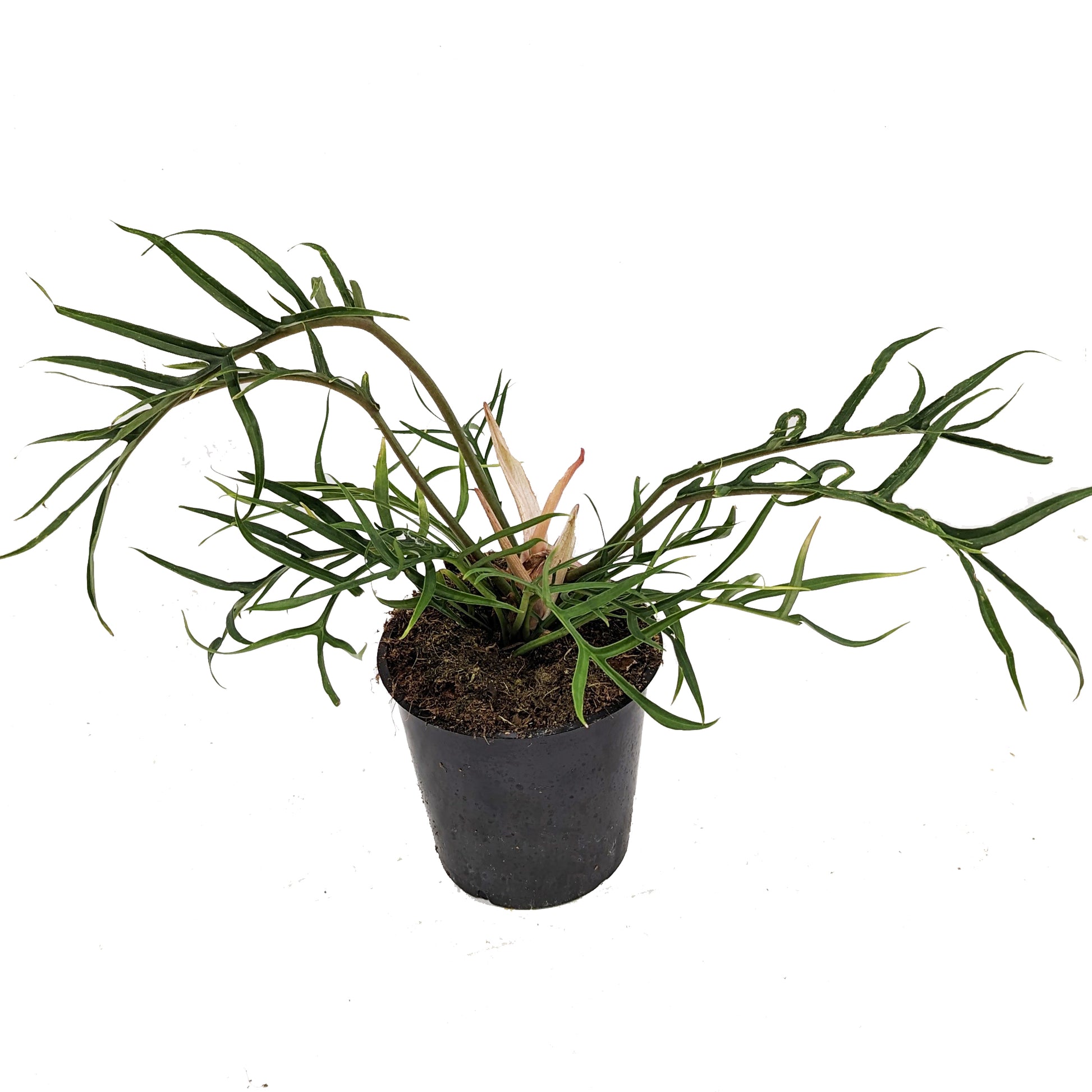 philodendron tortum uk Philo | Good Luck | Rare Plant