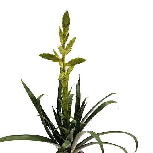 Tillandsia Oerstediana | Potted Houseplants