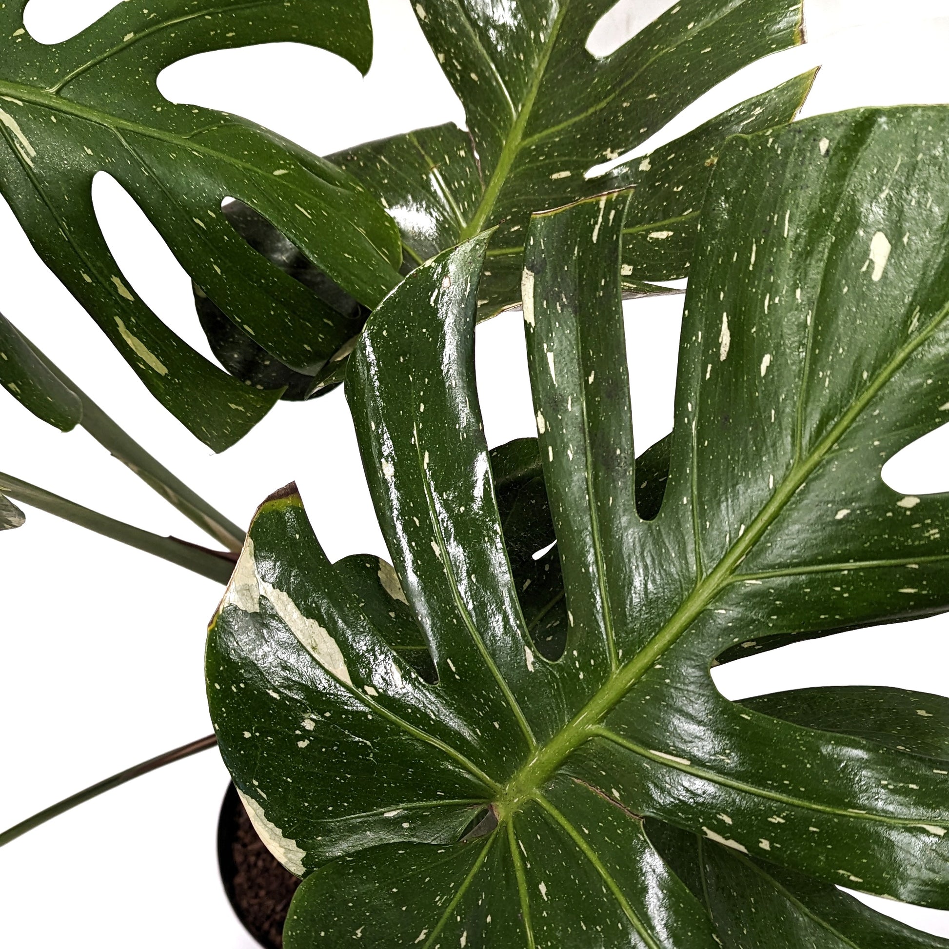 rare swiss cheese plant Variegated Swiss Cheese Plant | Thai Constellation Albo