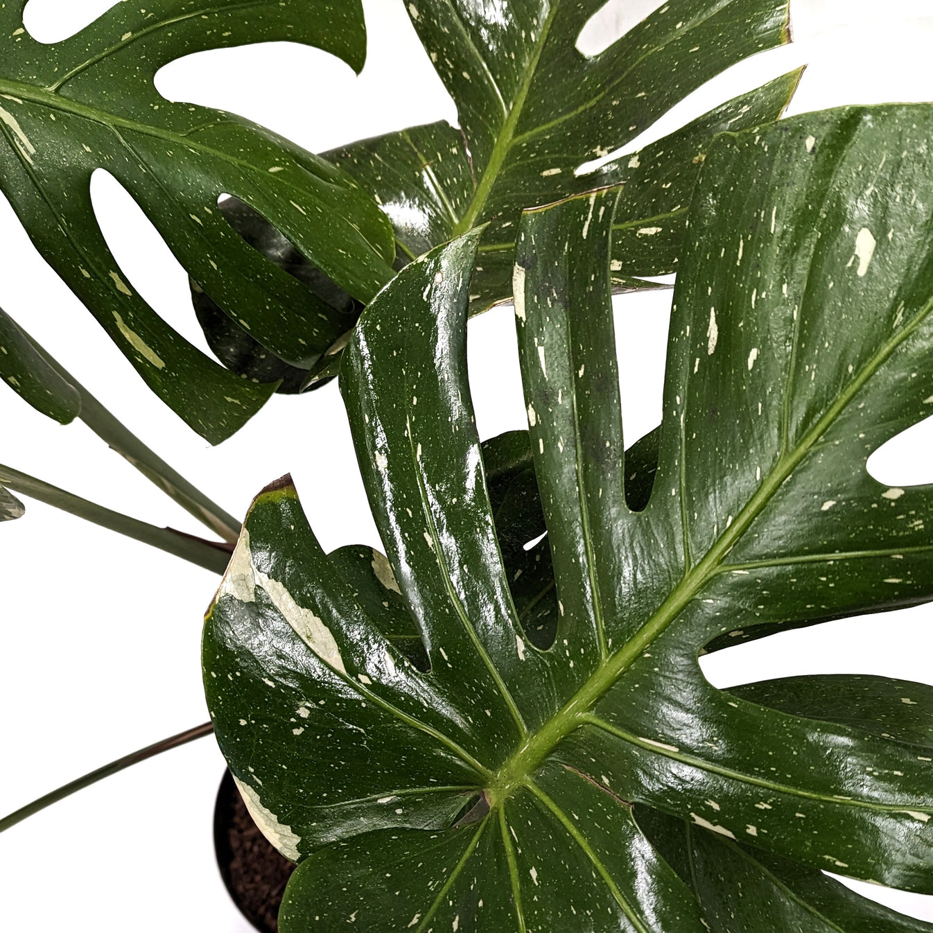 Variegated Swiss Cheese Plant Thai Constellation Albo Rare Plant