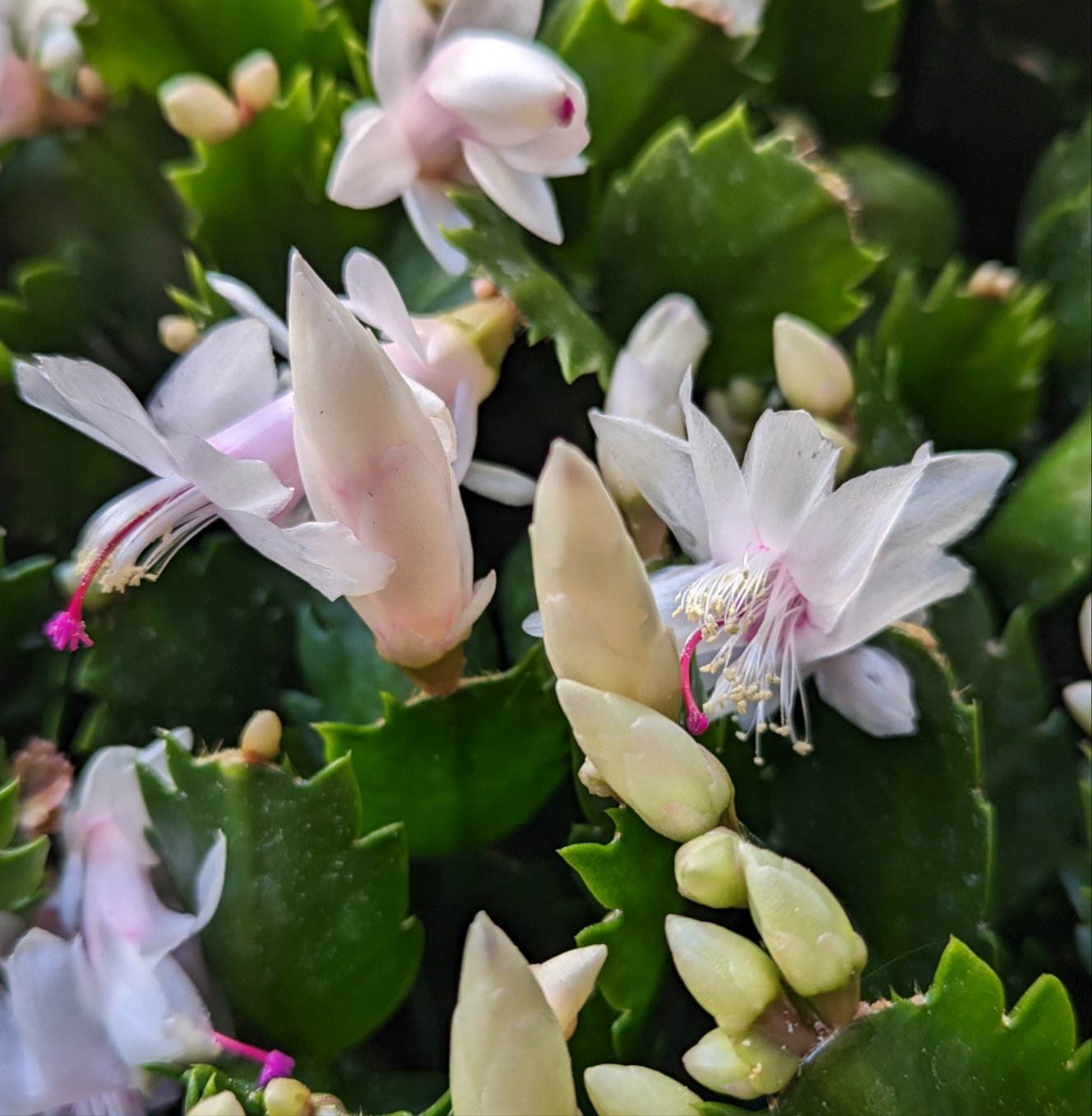 Flowering Cactus