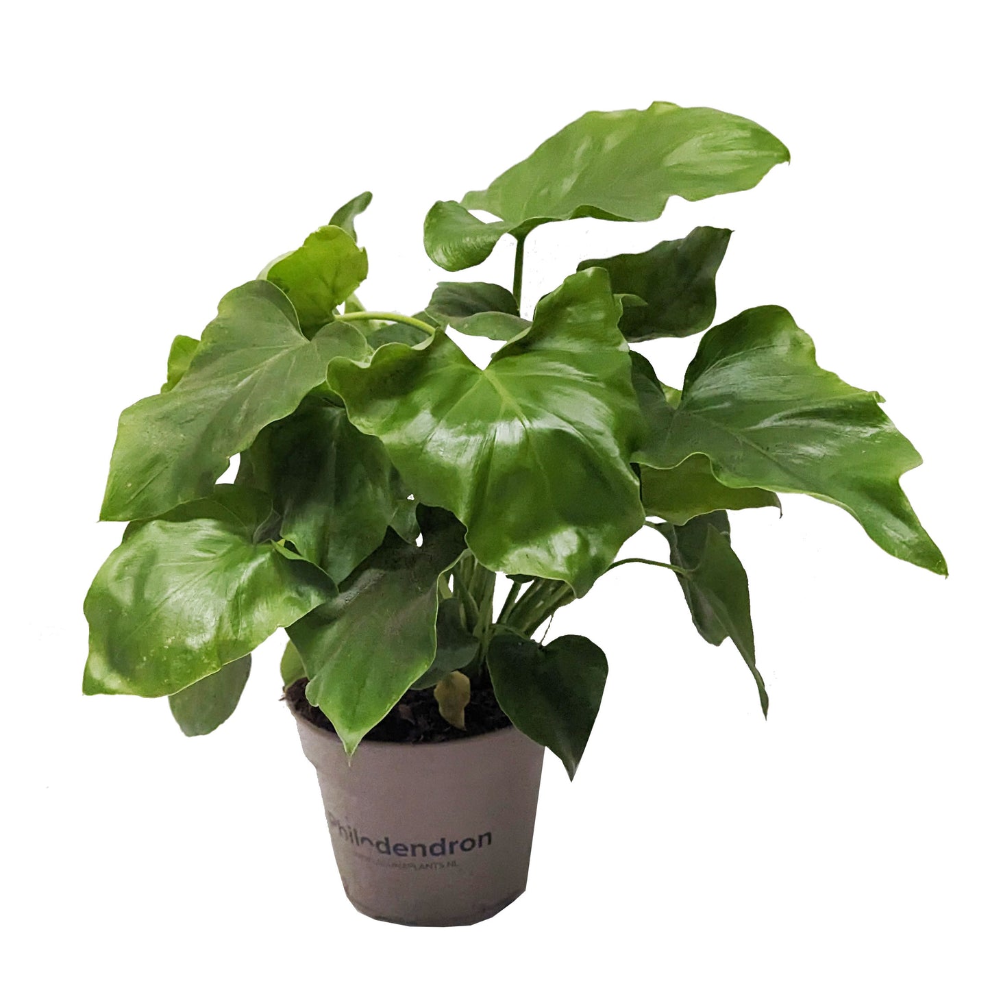 Tree Philodendron | Hope