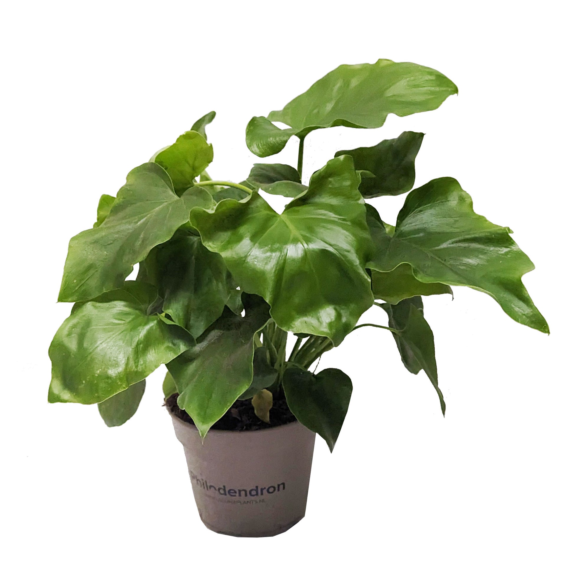 philodendron bipinnatifidum houseplant Tree Philodendron