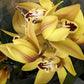Cymbidium Orchid | Various Colours