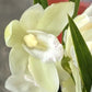 Cymbidium Orchid | Various Colours