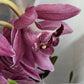 Cymbidium Orchid | Various Colours