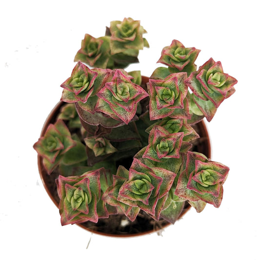 Crassula | Hoshiotome | Potted Houseplants