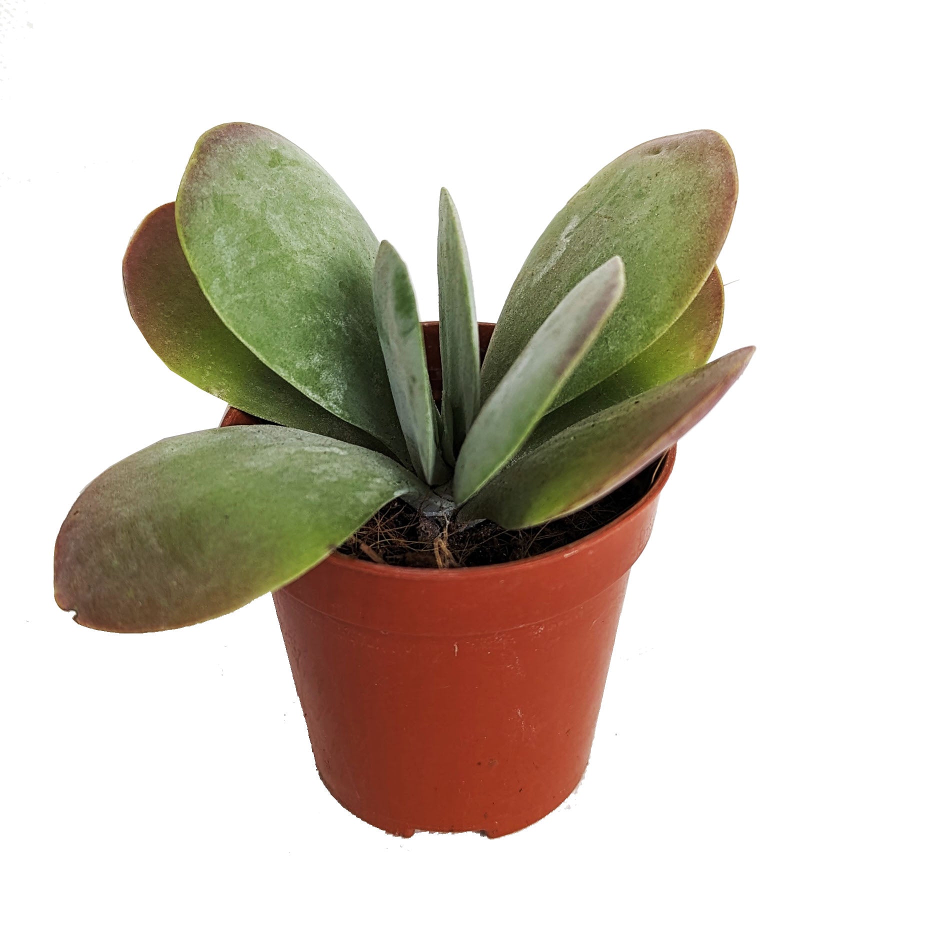 succulent with lips Kalanchoe Red Lips