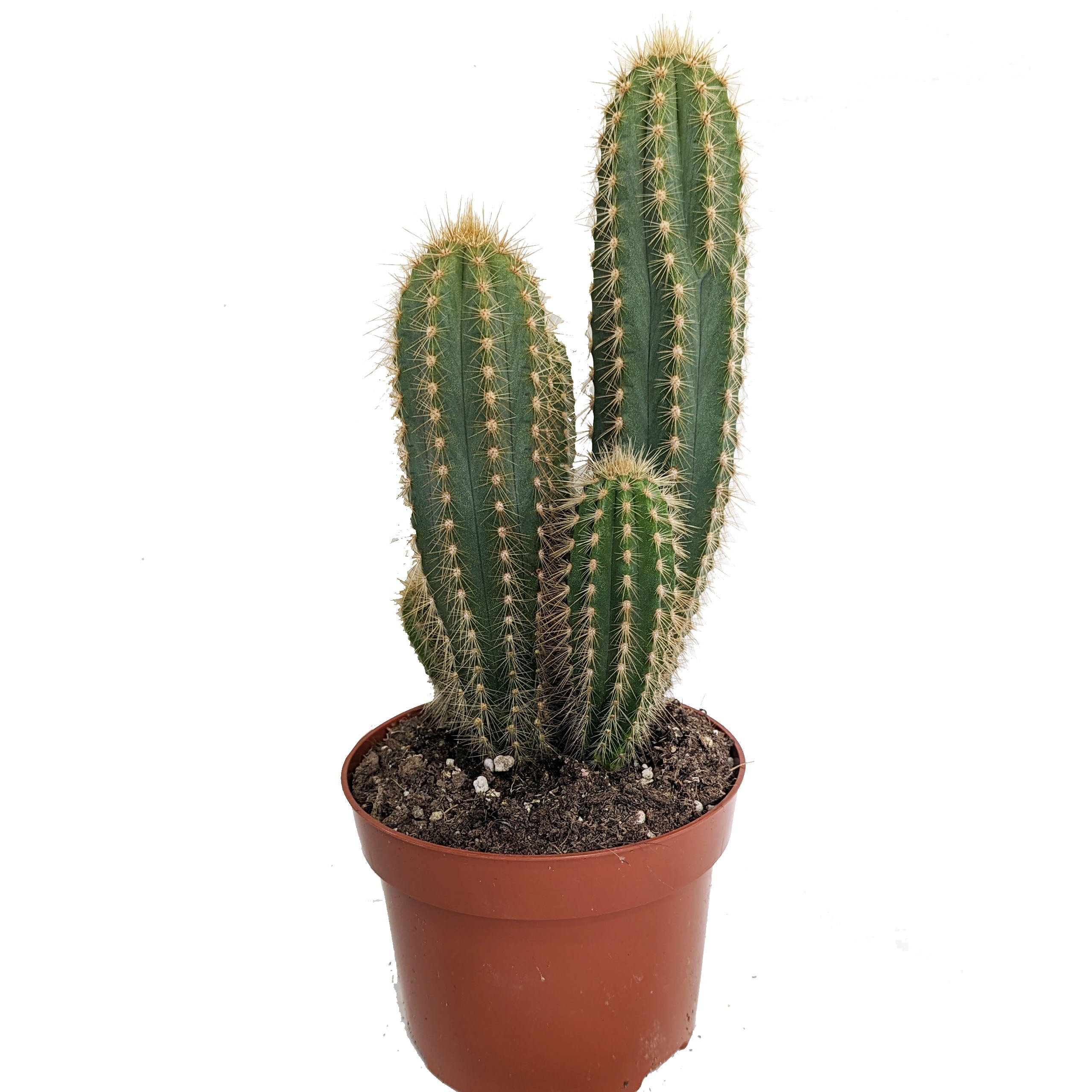Blue Column Cactus & Pilosocereus Pachycladus & Houseplant UK