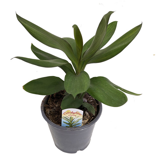 Good Luck Plant | Glauca | Indoor Plant