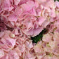 Hydrangea | Pink